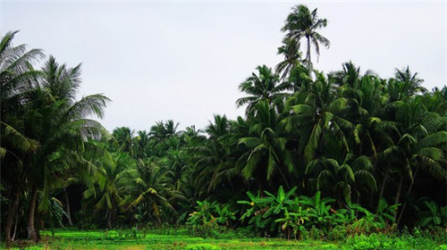 服务机器人品牌哪个值得买